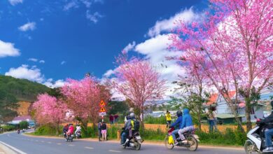 Best Time To Visit Dalat – Weather, Festivals, Things To Do