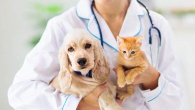 Is pet insurance worth it? How do you choose a policy?